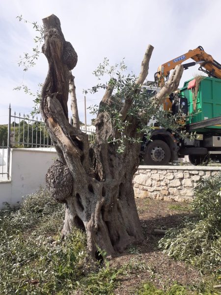 ESTIRPAZIONE ULIVO SECOLARE